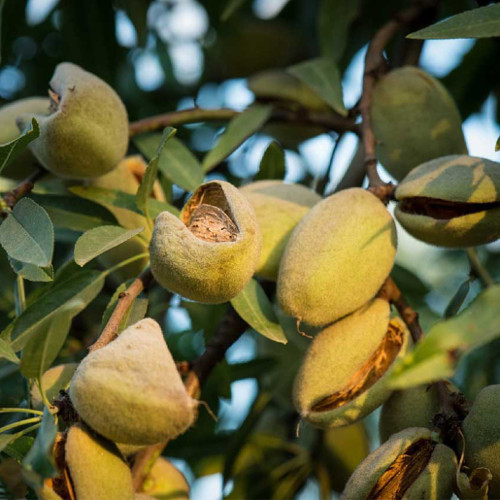 Almendro