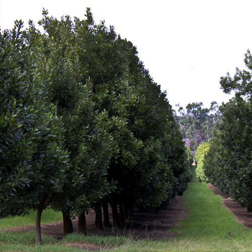 Macadamia
