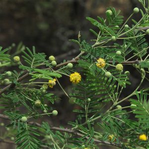 Acacia capensis