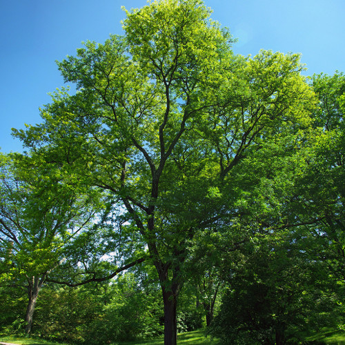 Acacia 3 espinas - Imagen 2