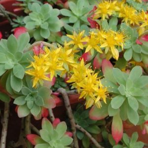 Sedum palmeri