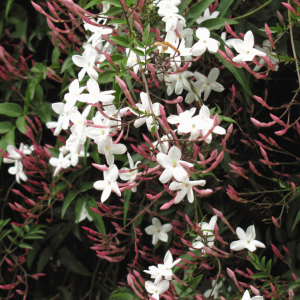 Jazmin Polianthum