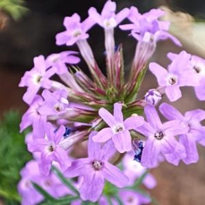 Verbena nativa.